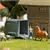 Busch H0 Action Set Störrisches Pony