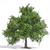 Busch H0 Obstbaum/kleine Eiche 95 mm, Frühling