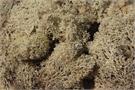 Heki Islandmoos grau 30 g