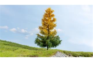 Noch Master-Baum Lärche, herbstlich, 19 cm