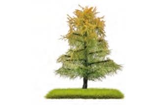 Busch H0/TT/N Exklusiv Nadelbaum Lärche, Spätsommer, 80 mm (Inhalt: 2 Stk.)
