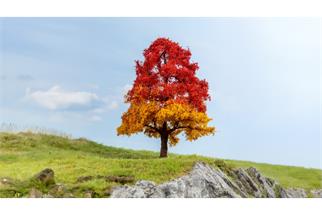 Noch Master-Baum Eiche, herbstlich, 20 cm