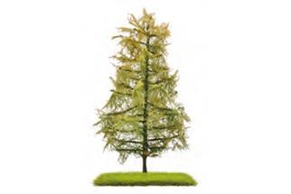 Busch H0/TT Exklusiv Nadelbaum Lärche, Spätsommer, 140 mm