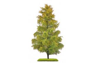 Busch H0/TT Exklusiv Nadelbaum Lärche, Spätsommer, 210 mm