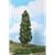Heki H0 Buche 27 cm