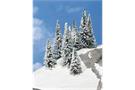 Heki H0/N/Z Schneetannen 5-7 cm (Inhalt: 8 Stk.)