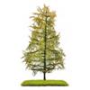 Busch H0/TT Exklusiv Nadelbaum Lärche, Spätsommer, 140 mm
