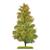 Busch H0/TT Exklusiv Nadelbaum Lärche, Spätsommer, 210 mm