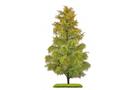 Busch H0/TT Exklusiv Nadelbaum Lärche, Spätsommer, 210 mm