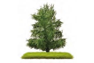 Busch H0/TT/N Exklusiv Nadelbaum Fichte, 80 mm (Inhalt: 2 Stk.)
