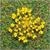 Faller H0 Premium Natur-Blüten gelb