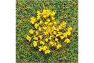 Faller H0 Premium Natur-Blüten gelb