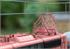 Märklin H0 (AC Sound) DB AG Elektrolok 151 025-4, orientrot, gealtert, Ep. V (MHI) | Bild 4